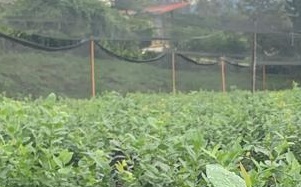 Ecosistema de cultivo de arándanos en Chaltura, Ecuador